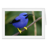 Purple Honeycreeper Card