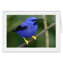 Purple Honeycreeper cards
