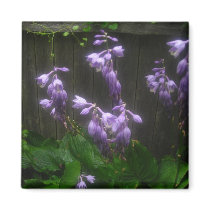 PURPLE HOSTA BELLS magnets