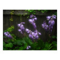 purple hosta bells posters