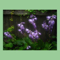 purple hosta bells posters