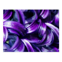 Purple Hyacinth Flower Postcard