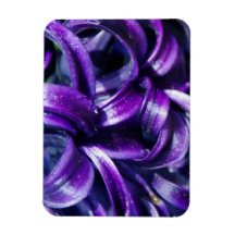 Purple Hyacinth Flower Premium Magnet