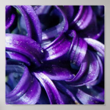 Purple Hyacinth Flower Print