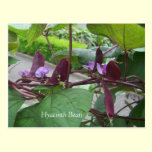 Purple Hyacinth postcards postcards