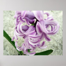 Purple Hyacinth Poster