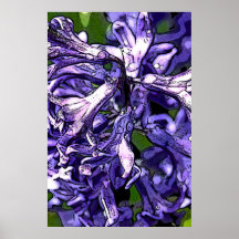 Purple Hyacinth Poster/Print
