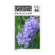 Purple Hyacinths: Flower Postage stamp