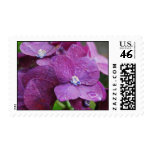 Purple Hydrangea flowers Stamp