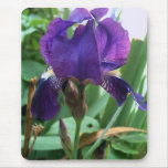 Purple Iris 1 Mousepad