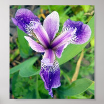 Purple Iris 1 Poster
