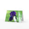 Purple Iris, Birthday Greetings cards