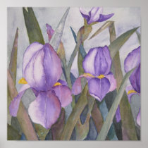 Purple iris blooms poster