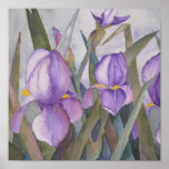 Purple iris blooms posters