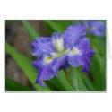 Purple Iris cards by slinky789 Purple Iris cards
