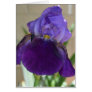 Purple Iris Cards