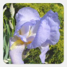 Purple Iris CricketDiane Art & Photography Square Stickers
