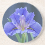 Purple Iris flower Beverage Coaster