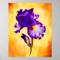 Purple Iris (flower) Fine Art Print