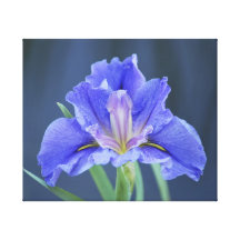 Purple Iris flower Gallery Wrapped Canvas