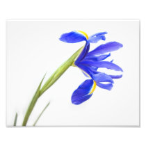 Purple Iris Flower