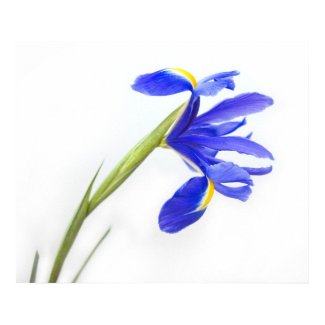 Purple Iris Flower Print print