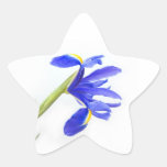 Purple Iris Flower Star Sticker