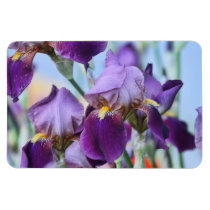 Purple Iris Flowers magnets