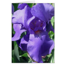 Purple Iris Greeting Card
