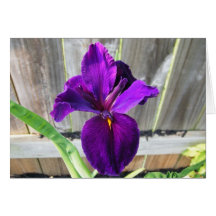 Purple Iris Greeting Cards