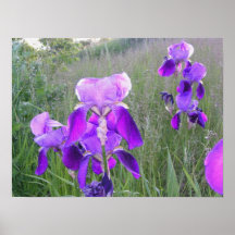 Purple Iris in a Field Poster