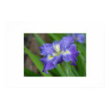 Purple Iris in Morning Dew posters by slinky789 Purple Iris in Morning Dew posters