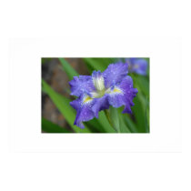 Purple Iris in Morning Dew posters by slinky789 Purple Iris in Morning Dew posters