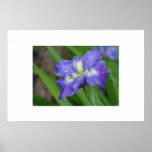 Purple Iris in Morning Dew posters