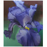 Purple Iris Ladies Baby D...