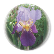 Purple Iris magnets