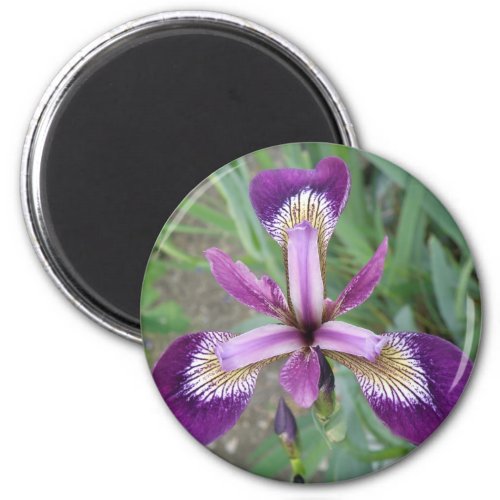 Purple Iris Magnet magnet