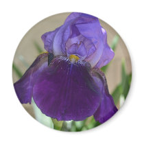 Purple Iris magnets