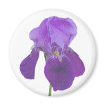 Purple Iris Magnet