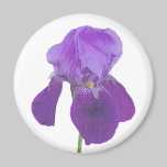 Purple Iris Magnet