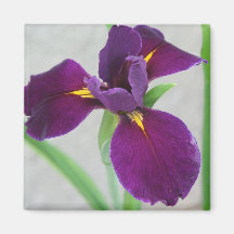 Purple Iris Magnet