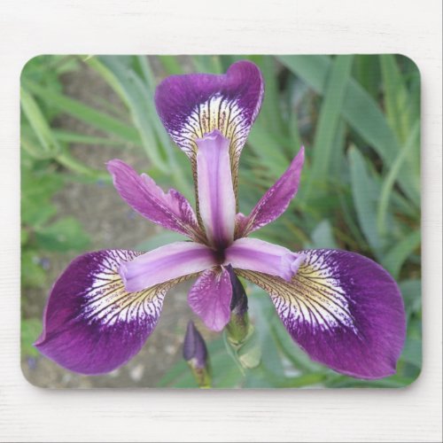 Purple Iris Mousepad mousepad