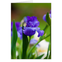 Purple Iris Note Card cards