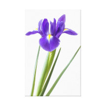 Purple iris on white canvas stretched canvas print