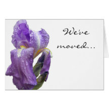 Purple Iris Photograph Announcement Greeting Card