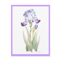 Purple Iris Post Card