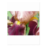 purple iris post cards