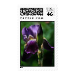Purple Iris Postage postage