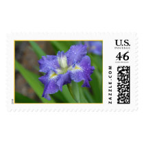 Purple Iris postage