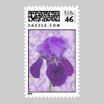 Purple Iris Postage Stamp